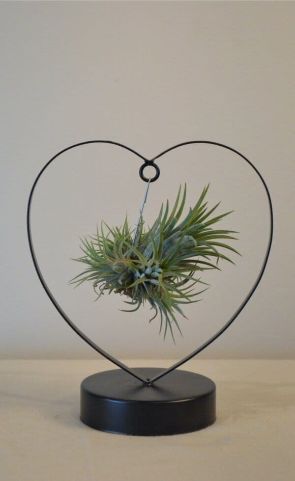 Porte-Tillandsia en Forme de Cœur – Image 2