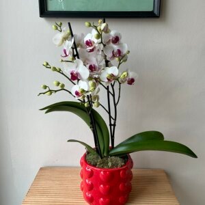 Orchidée pot coeur