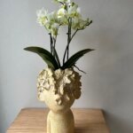 Orchidée dans un pot visage