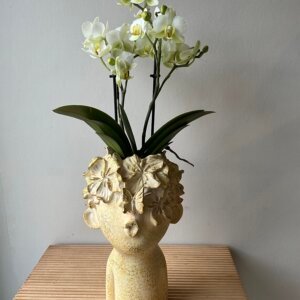 Orchiée dans un pot visage