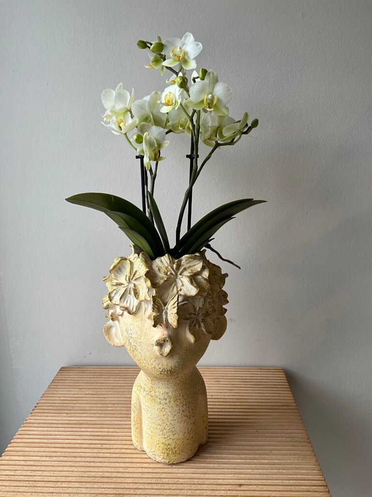 Orchidée dans un pot visage