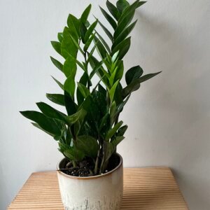 Zamioculcas