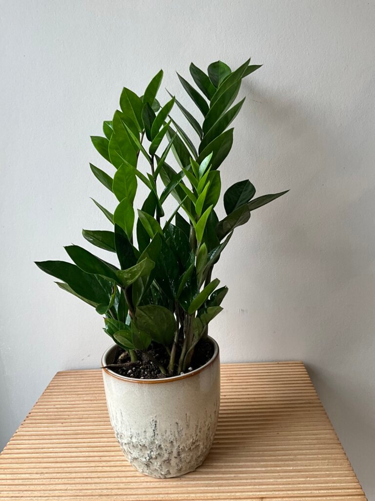 Zamioculcas