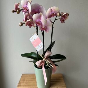 Orchidée et son pot