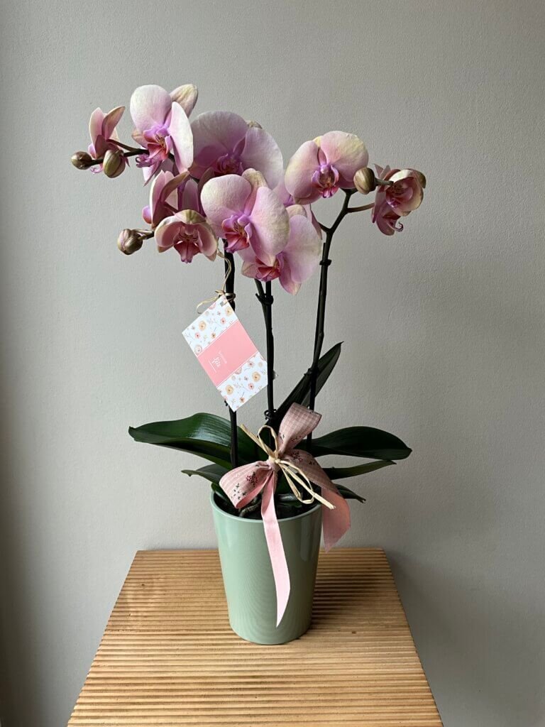 Orchidée et son pot