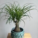 Beaucarnea