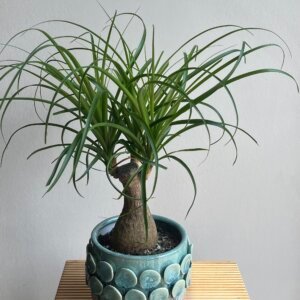 Beaucarnea