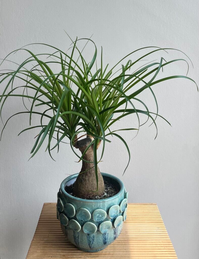 Beaucarnea