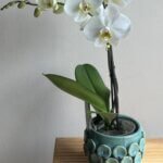 Orchidée et son pot