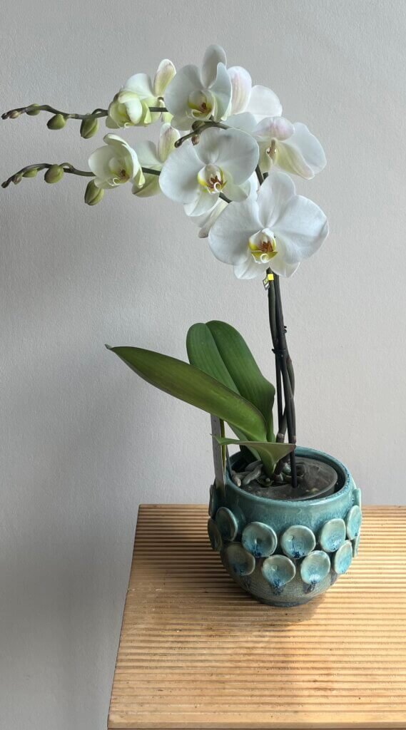 Orchidée et son pot