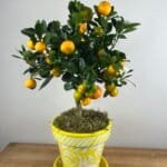 Pot de Mandarinier