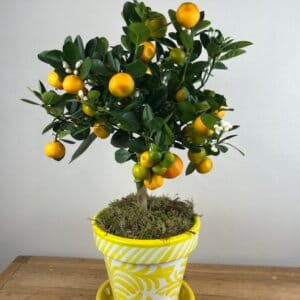 Oranger d'intérieur en pot décoratif jaune