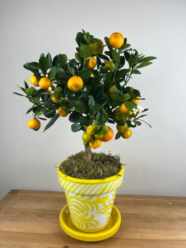 Oranger d'intérieur en pot décoratif jaune